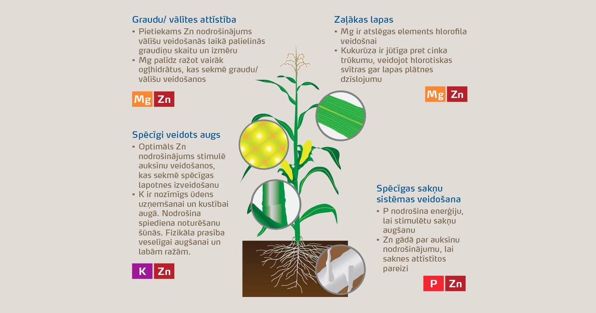 210614KV3-Maize-Illustration.jpg