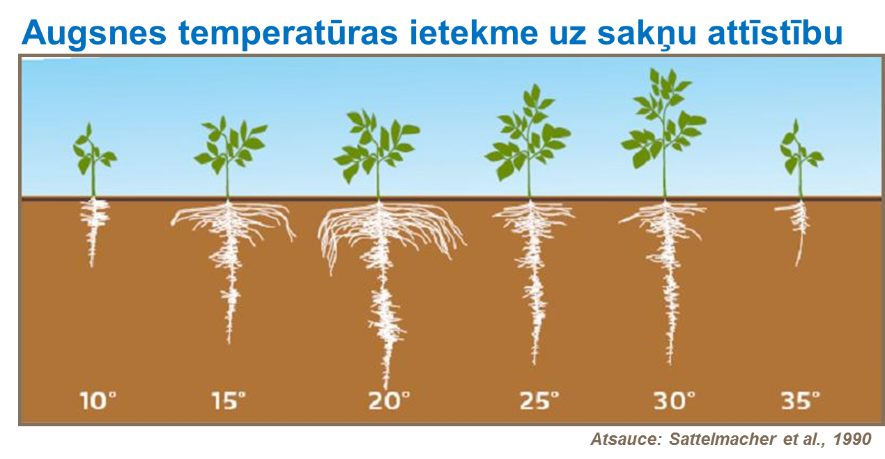 Augsnes temperatūras ietekme uz sakņu attīstību