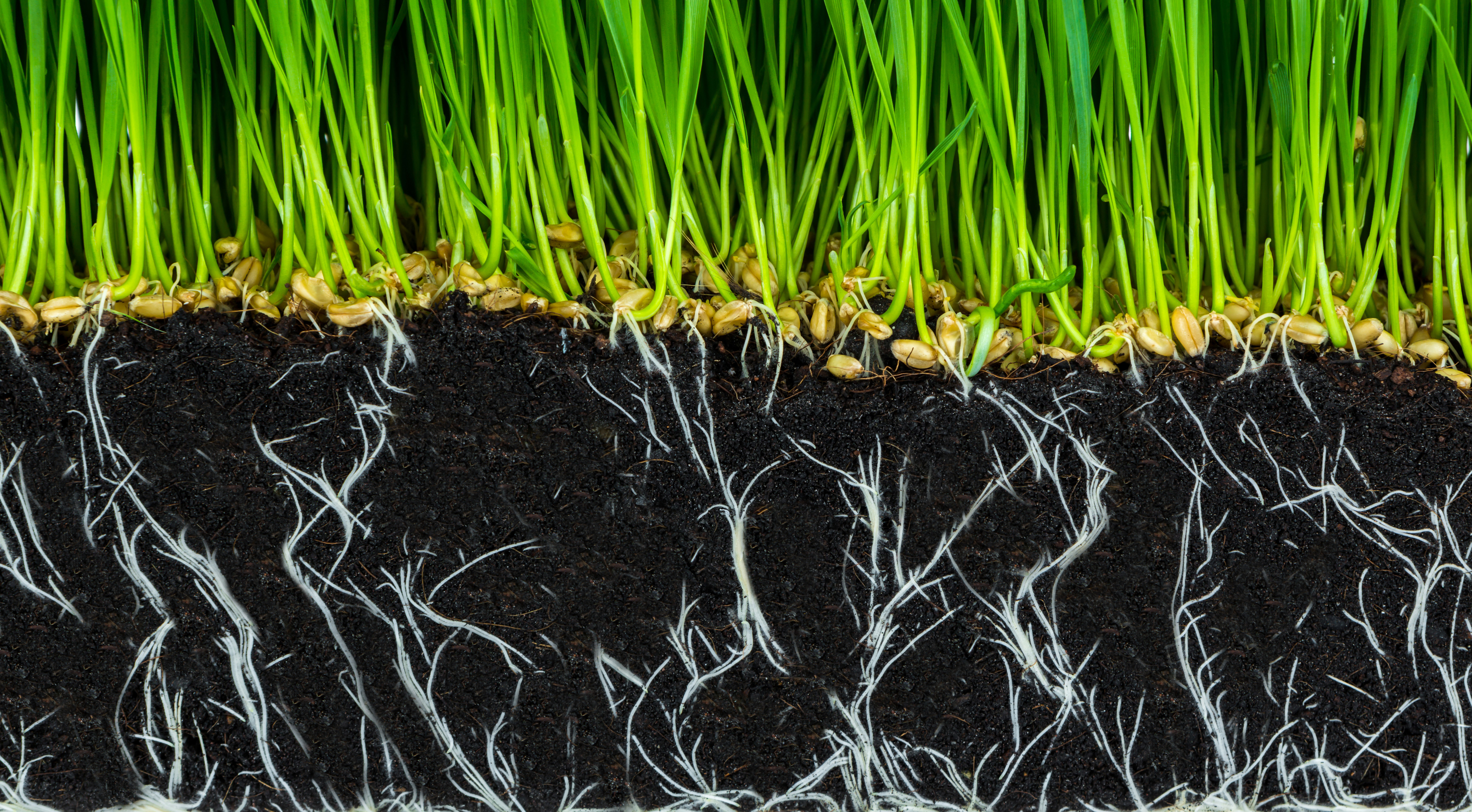 Sakņu sistēma ar nepietiekamu P nodrošinājumu