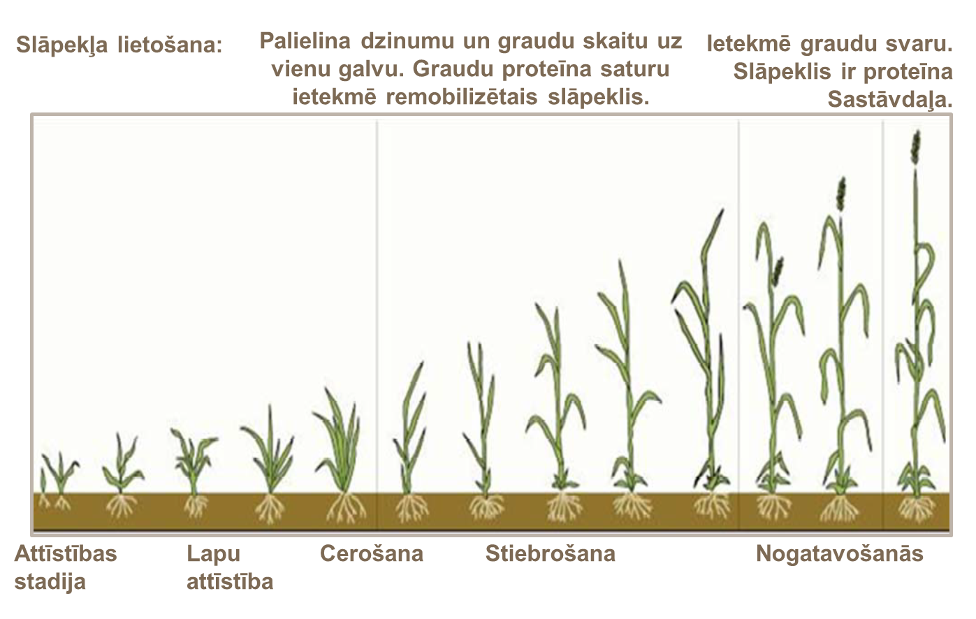 Slāpekļa ietekme uz kvalitāti dažādās augšanas stadijās