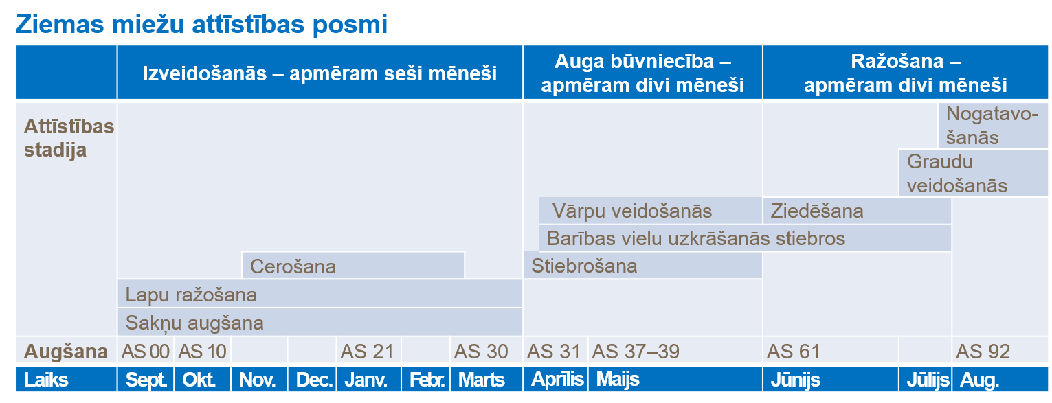 Ziemas miežu attīstības posmi.png