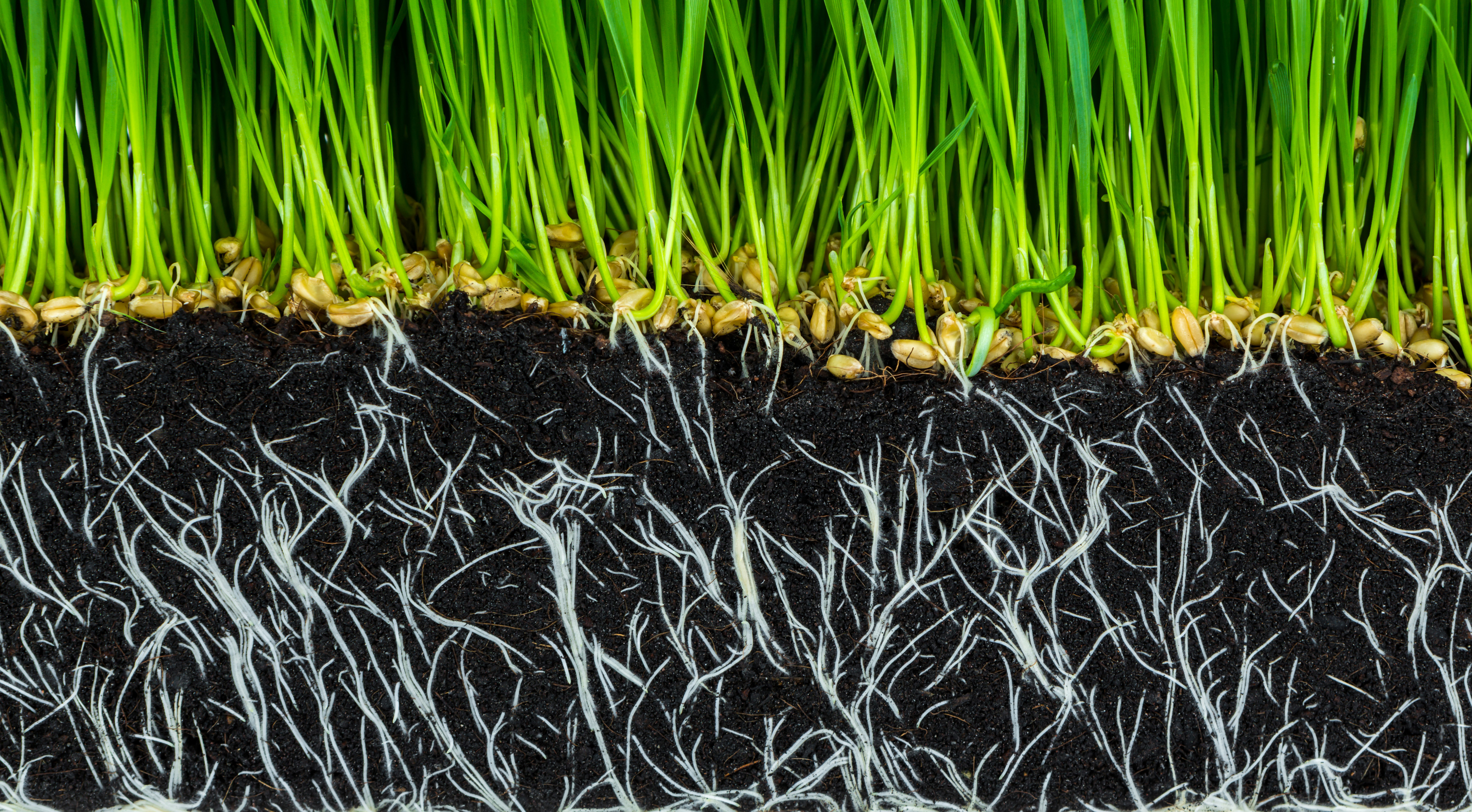 Sakņu sistēma ar pietiekamu P nodrošinājumu